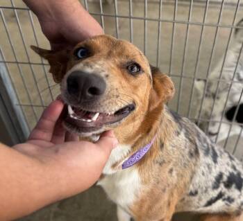 Abilene -  Australian Shepherd and Border Collie Dog for Adoption in Canutillo, Texas - Abilene | PetCurious