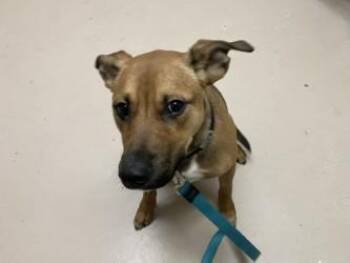 German Shepherd Dog and Mixed Breed Dogs Available for Adoption - Vinny | PetCurious