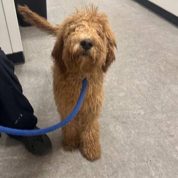 Mixed Breed Dogs Available for Adoption in Philadelphia, Pennsylvania - Poppy | PetCurious