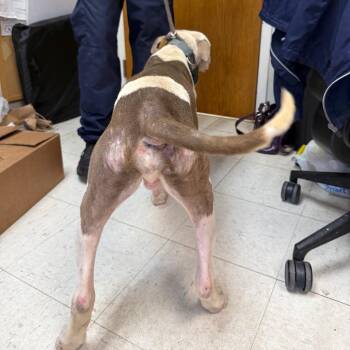 Bosco -  Pit Bull Terrier Dog for Adoption in Jacksonville, Arkansas - Bosco | PetCurious