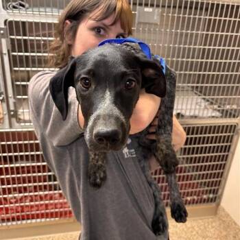 German Shorthaired Pointer and Cattle Dog Dogs Available for Adoption in Tempe, Arizona - Mary Jane | PetCurious