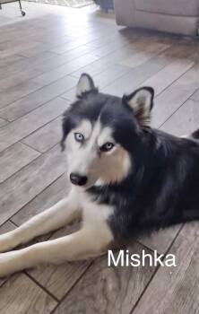 Mishka -  Husky Dog for Adoption in Manchester, Connecticut - Mishka | PetCurious