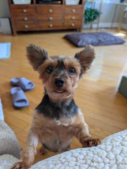 Little Debbie -  Yorkshire Terrier Dog for Adoption in Oak Forest, Illinois - Little Debbie | PetCurious