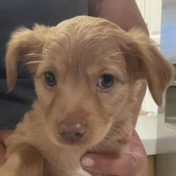 Denali -  Mixed Breed Dog for Adoption in Hemet, California - Denali | PetCurious