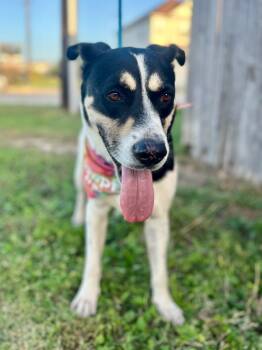 Rescue Great Pyrenees and Rottweiler Dogs for Adoption in San Antonio, Texas - Bobbie | PetCurious
