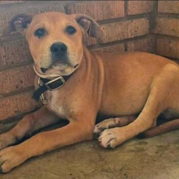 Busta Brown -  Labrador Retriever and Pit Bull Terrier Dog for Adoption in Wadena, Minnesota - Busta Brown | PetCurious