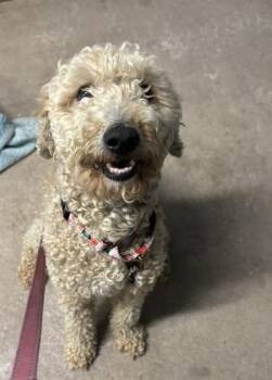 Suka -  Mixed Breed Dog for Adoption in Bloomsburg, Pennsylvania - Suka | PetCurious