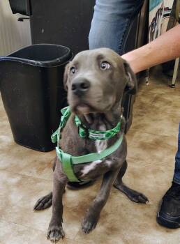 Rescue Labrador Retriever Dogs for Adoption in Springfield, Ohio - Sterling | PetCurious