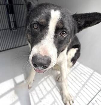 A661318 -  Australian Cattle Dog Blue Heeler Dog for Adoption in Houston, Texas - A661318 | PetCurious