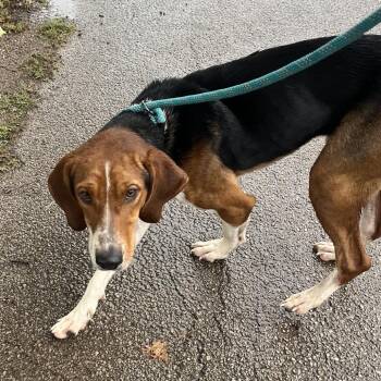 Mr Nas -  Mixed Breed Dog for Adoption in Pauls Valley, Oklahoma - Mr Nas | PetCurious