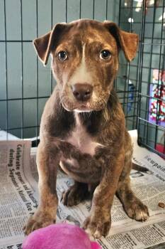 Rescue Mountain Cur Dogs for Adoption in Manchester, Connecticut - Vinnie | PetCurious
