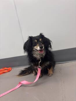 Bree -  Dachshund and Chihuahua Dog for Adoption in Georgetown, Kentucky - Bree | PetCurious
