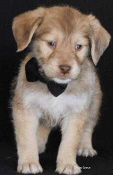 Wirehaired Terrier Dogs Available for Adoption - Hudo | PetCurious