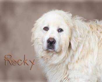 Rocky -  Great Pyrenees Dog for Adoption in Somerset, Pennsylvania - Rocky | PetCurious