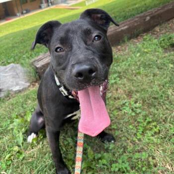 Dahlia -  Pit Bull Terrier and Black Labrador Retriever Dog for Adoption in Nashville, Tennessee - Dahlia | PetCurious