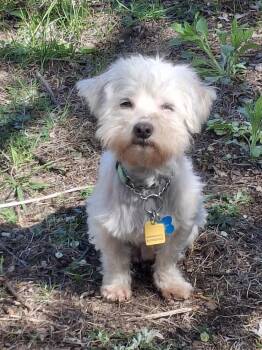 Maltese Dogs Available for Adoption in Minneapolis, Minnesota - Anthony | PetCurious