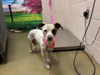 Chihuahua and Mixed Breed Dogs Available for Adoption in Moreno Valley, California - A550425 | PetCurious
