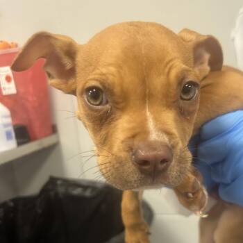 American Staffordshire Terrier and Mixed Breed Dogs Available for Adoption in Greenville, South Carolina - Treaty Oak | PetCurious
