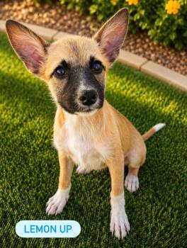 Lemon Up -  Mixed Breed Dog for Adoption in Las Vegas, Nevada - Lemon Up | PetCurious