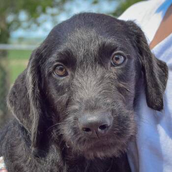 Candice -  Irish Wolfhound and Black Labrador Retriever Dog for Adoption in Huntley, Illinois - Candice | PetCurious