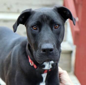 Frank (A037906) -  Great Dane Dog for Adoption in Kansas City, Kansas - Frank (A037906) | PetCurious