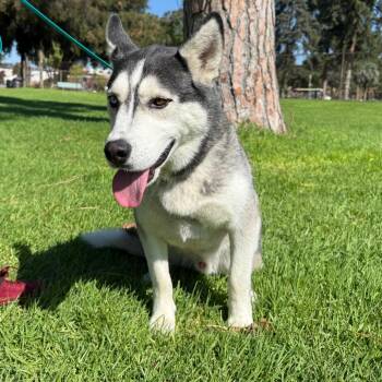 Chico -  Husky Dog for Adoption in Pasadena, California - Chico | PetCurious