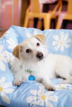 Terrier Dogs Available for Adoption - Zeus | PetCurious
