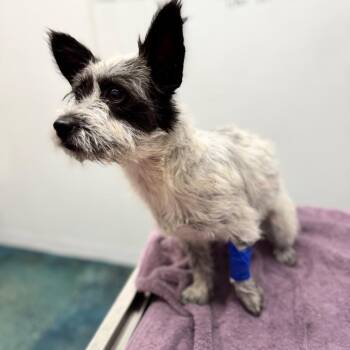 Princess -  Wire Fox Terrier Dog for Adoption in Chico, California - Princess | PetCurious