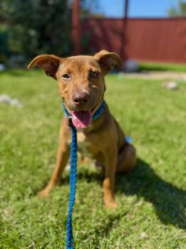 Rescue Shepherd and Pit Bull Terrier Dogs for Adoption in Houston, Texas - Carson | PetCurious