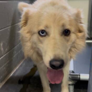 Camila -  Husky and Mixed Breed Dog for Adoption in Franklin, North Carolina - Camila | PetCurious