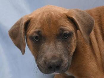 Mo -  Pit Bull Terrier Dog for Adoption in Portland, Oregon - Mo | PetCurious