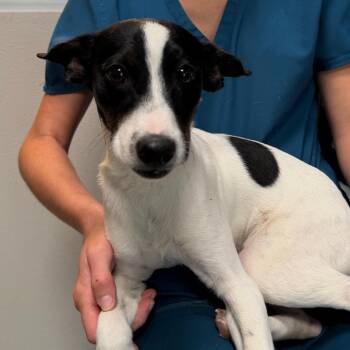 Hound and Mixed Breed Dogs Available for Adoption in Englewood, Florida - Blayz | PetCurious