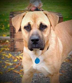 Rescue Bullmastiff and German Shepherd Dog Dogs for Adoption in Yakima, Washington - BUCHANAN (Buck) | PetCurious