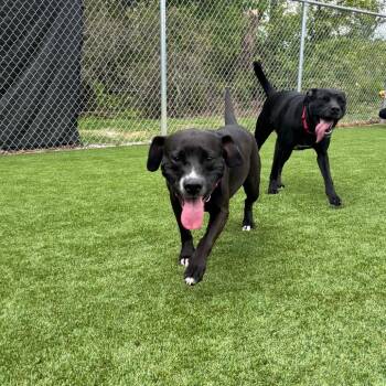 Rosie (Daffodil) -  Black Labrador Retriever and Mixed Breed Dog for Adoption in Parkersburg, West Virginia - Rosie (Daffodil) | PetCurious