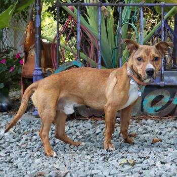 Hip Hop -  Feist and Dachshund Dog for Adoption in Wake Forest, North Carolina - Hip Hop | PetCurious