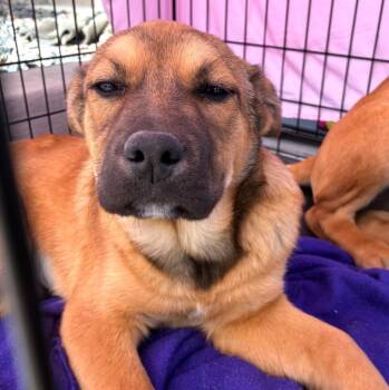 Pit Bull Terrier and Labrador Retriever Dogs Available for Adoption - Bonye | PetCurious