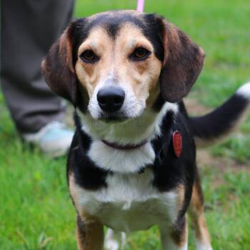 Beagle and Mixed Breed Dogs Available for Adoption in Stormville, New York - CT Happy | PetCurious