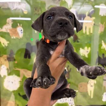 Audi -  Catahoula Leopard Dog and Pit Bull Terrier Dog for Adoption in Tampa, Florida - Audi | PetCurious