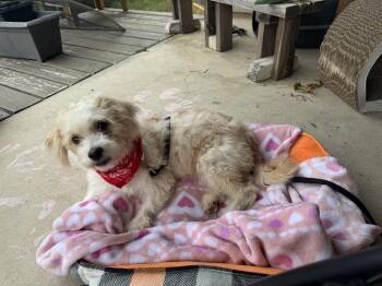 Rescue Poodle and Maltese Dogs for Adoption in Pflugerville, Texas - Roxy | PetCurious