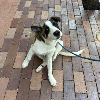 Mixed Breed Dogs Available for Adoption in Austin, Texas - Figs | PetCurious