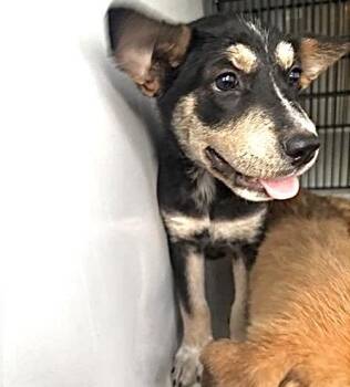 A660968 -  German Shepherd Dog and Mixed Breed Dog for Adoption in Houston, Texas - A660968 | PetCurious