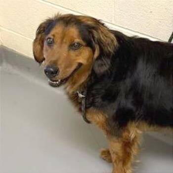 Bortha -  Mixed Breed Dog for Adoption in Asheville, North Carolina - Bortha | PetCurious