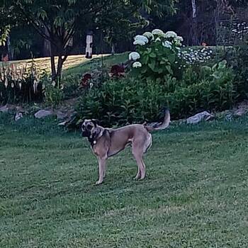 Jack * -  Mixed Breed Dog for Adoption in Waynesville, North Carolina - Jack * | PetCurious