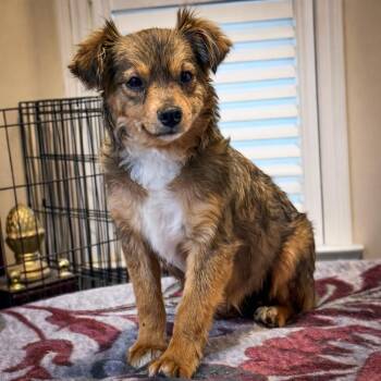 Chihuahua and Australian Shepherd Dogs Available for Adoption - Baxter | PetCurious