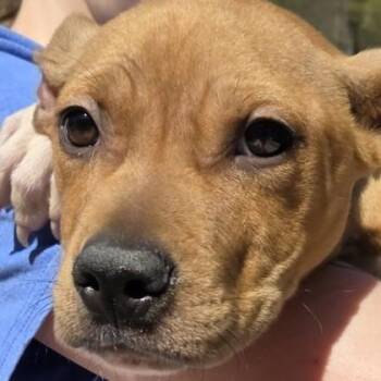 Mixed Breed Dogs Available for Adoption in Voorhees Township, New Jersey - CJ | PetCurious