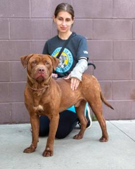 Google -  Mixed Breed Dog for Adoption in Chamblee, Georgia - Google | PetCurious