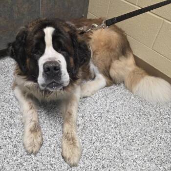 Money -  Saint Bernard Dog for Adoption in Cheyenne, Wyoming - Money | PetCurious