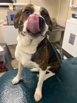 Pup Pup -  Mixed Breed Dog for Adoption in Mobile, Alabama - Pup Pup | PetCurious