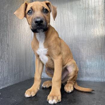 Hound Dogs Available for Adoption in San Antonio, Texas - A804401 | PetCurious