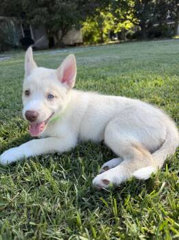 Woody - HaveLock Litter -  Husky Dog for Adoption in Holly Springs, North Carolina - Woody - HaveLock Litter | PetCurious